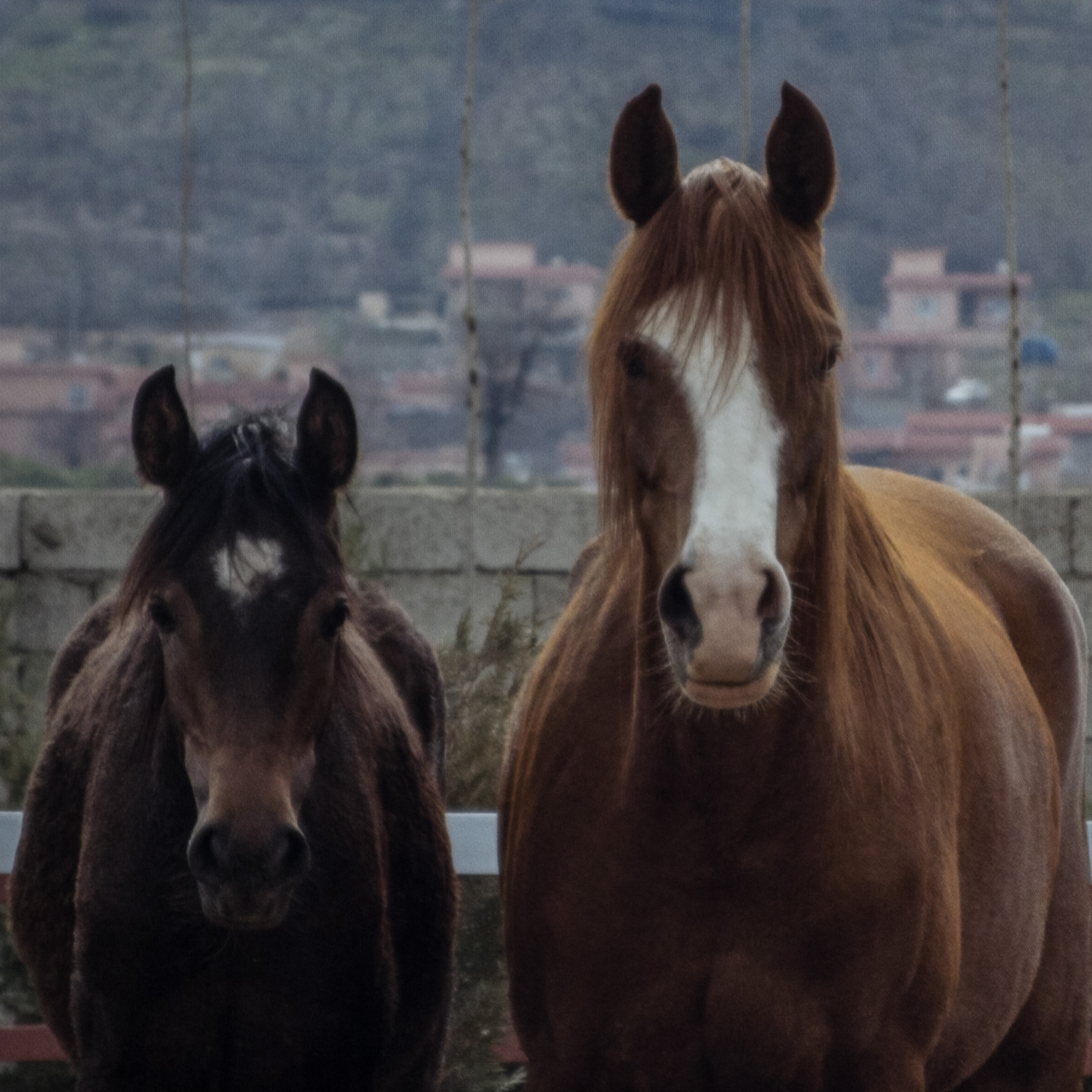 The Horses of Kurdistan recounts history through animals